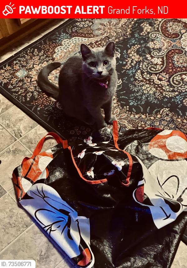 Lost Female Cat last seen South Washington 40th by Amish Gallery, Grand Forks, ND 58201