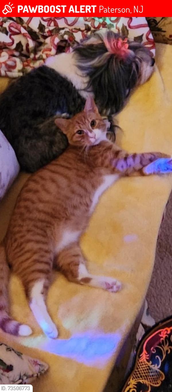 Lost Male Cat last seen Garrett Mountain Complex, Paterson, NJ 07501