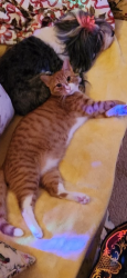 Lost Male Cat last seen Garrett Mountain Complex, Paterson, NJ 07501