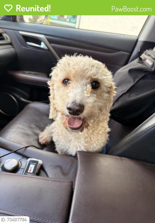 Reunited Male Dog last seen West 132nd St., Hawthorne, CA 90250