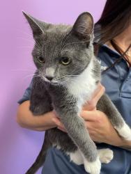 Shelter Stray Female Cat last seen Near W 3940 S, MILLCREEK, UT, 84123, 511 W 3900 S, Salt Lake City, UT 84123, USA