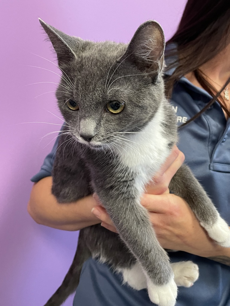 Shelter Stray Female Cat last seen Near W 3940 S, MILLCREEK, UT, 84123, 511 W 3900 S, Salt Lake City, UT 84123, USA