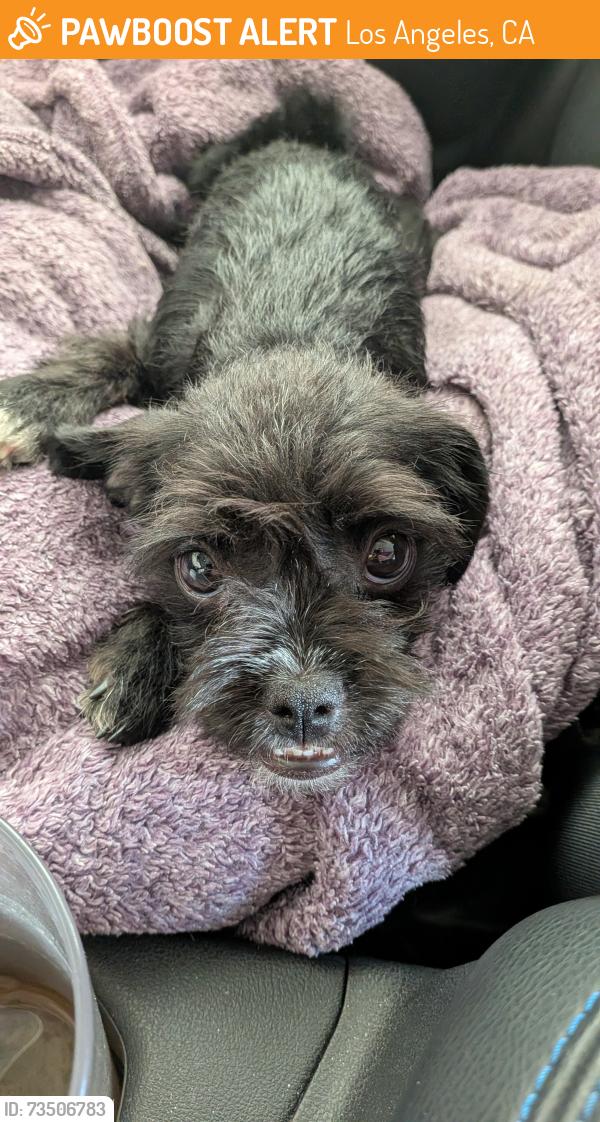 Found/Stray Female Dog last seen La Mirada and Serrano in Hollywood area, Los Angeles, CA 90038