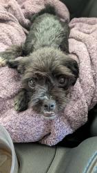 Found/Stray Female Dog last seen La Mirada and Serrano in Hollywood area, Los Angeles, CA 90038