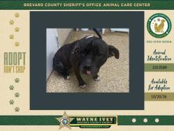 Shelter Stray Male Dog last seen Close to Sunoco gas station 5000, COCOA, FL, 32926, 5100 W Eau Gallie Blvd, Melbourne, FL 32934, USA