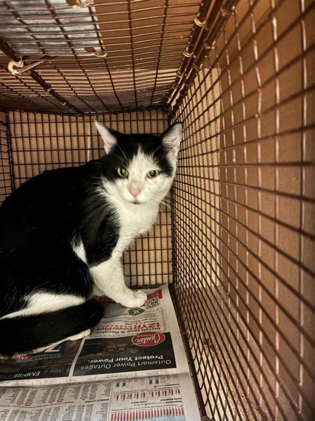 Shelter Stray Unknown Cat last seen Near Tierra Grande Trail, AUSTIN, TX, 78732, 7201 Levander Loop bldg a, Austin, TX 78702, USA