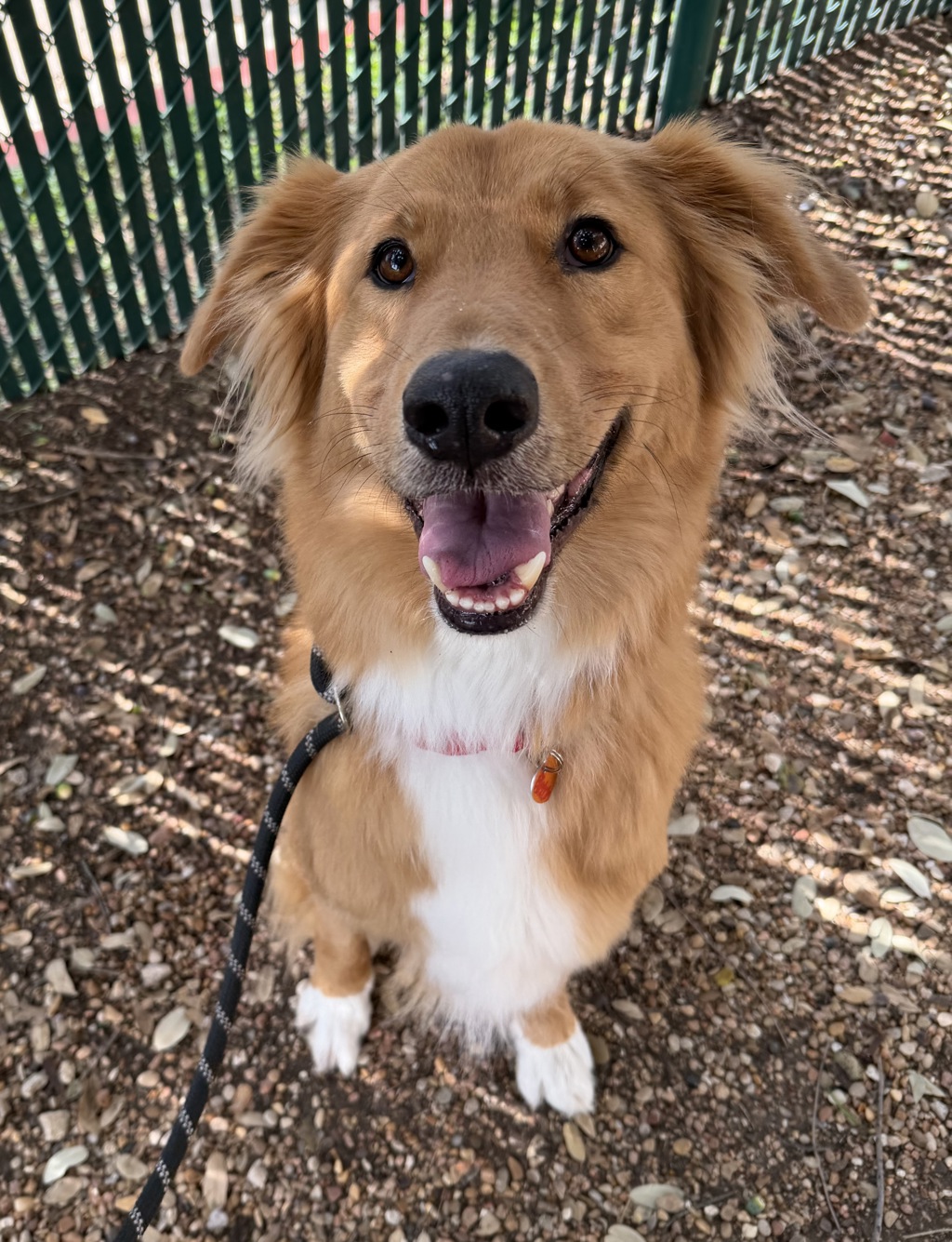 Shelter Stray Male Dog last seen Near Levander Loop, AUSTIN, TX, 78702, 7201 Levander Loop bldg a, Austin, TX 78702, USA