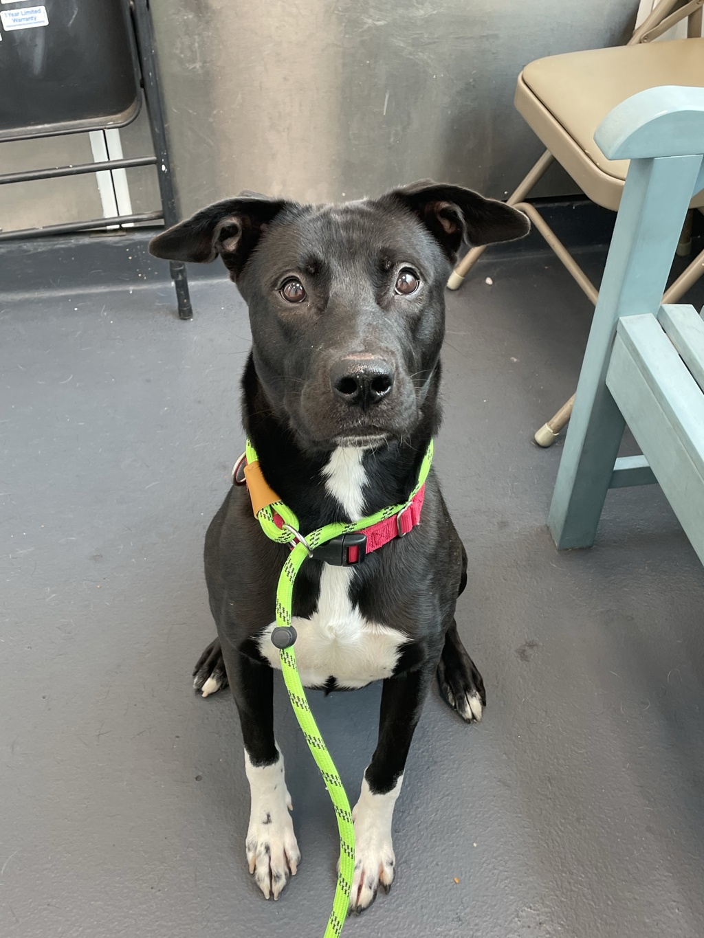 Shelter Stray Male Dog last seen Near E 221 Street, BRONX, NY, 10467, 326 E 110th St, New York, NY 10029, USA