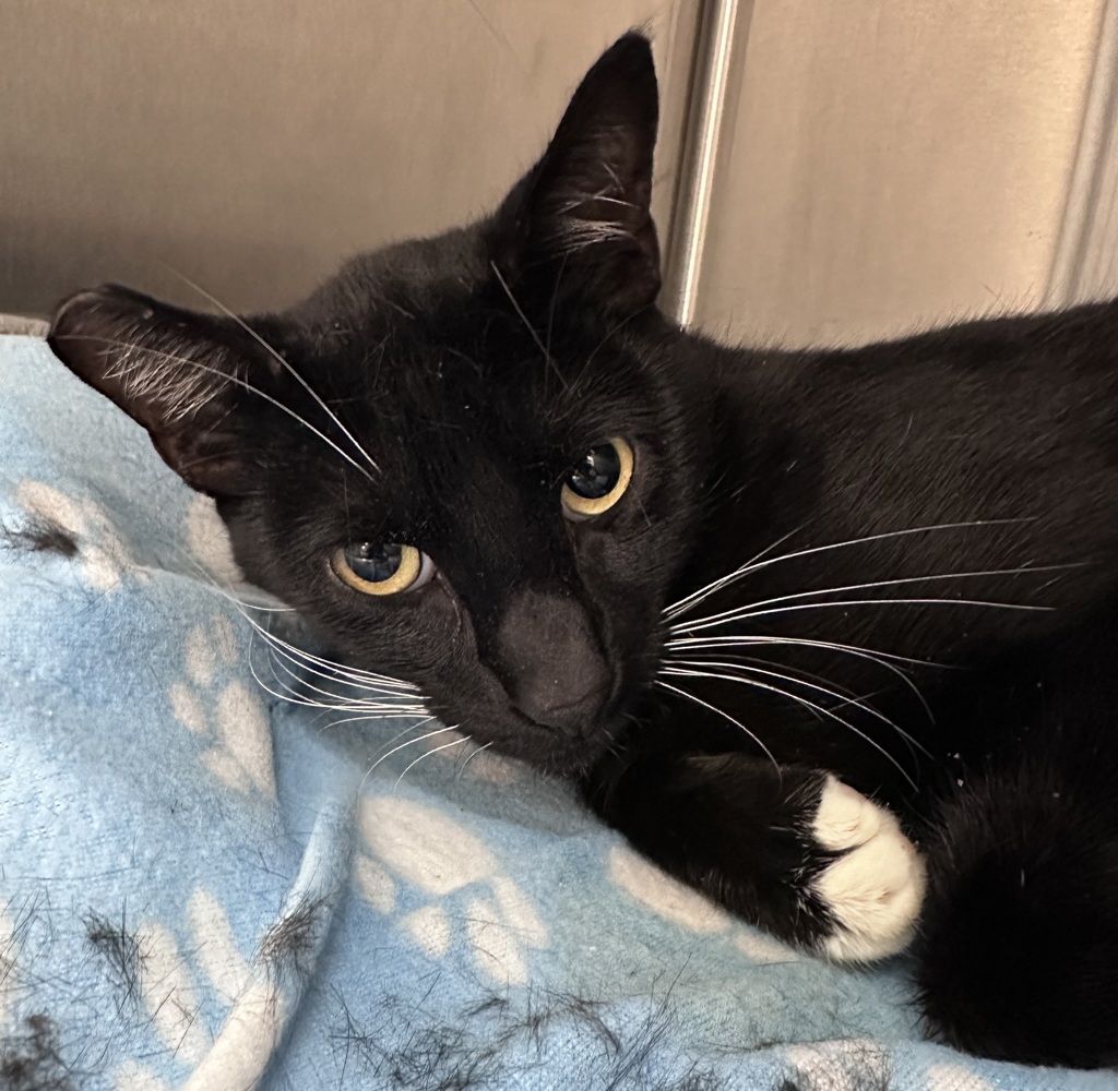 Shelter Stray Male Cat last seen Near Hubner, San Diego, CA, 92105, 5500 Gaines St, San Diego, CA 92110, USA