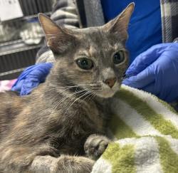 Shelter Stray Female Cat last seen Mission Avenue, Oceanside, CA, 92054, Oceanside, CA 92058, USA