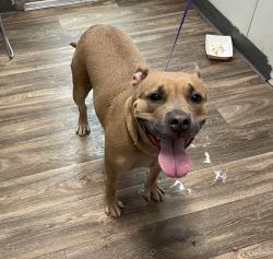 Shelter Stray Female Dog last seen Near Kearny Mesa Road, San Diego, CA, 92111, 5500 Gaines St, San Diego, CA 92110, USA