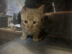 Shelter Stray Unknown Cat last seen Near Compass Road, Oceanside, CA, 92054, Oceanside, CA 92058, USA