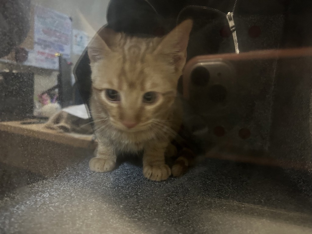Shelter Stray Unknown Cat last seen Near Compass Road, Oceanside, CA, 92054, Oceanside, CA 92058, USA