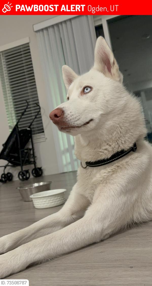 Lost Female Dog last seen Washington blvd 30th street, Ogden, UT 84401