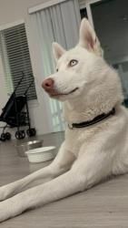 Lost Female Dog last seen Washington blvd 30th street, Ogden, UT 84401