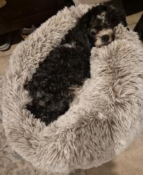 Shelter Stray Female Dog last seen Near Surf Crest Drive, San Diego, CA, 92154, 5500 Gaines St, San Diego, CA 92110, USA