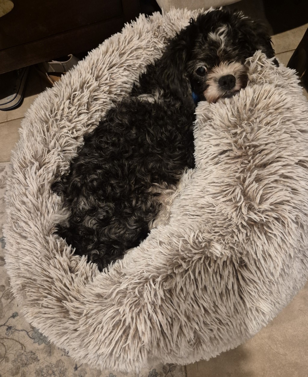 Shelter Stray Female Dog last seen Near Surf Crest Drive, San Diego, CA, 92154, 5500 Gaines St, San Diego, CA 92110, USA