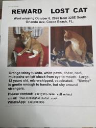 Lost Male Cat last seen Between 3rd St. S. AND 4th St. S, Cocoa Beach, FL 32931