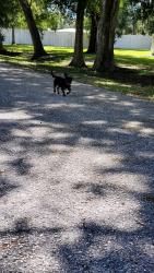 Found/Stray Unknown Dog last seen Trailer ave, 57th and tuttle ave, Desoto Acres, FL 34243