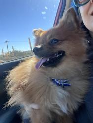 Found/Stray Unknown Dog last seen Barrel Springs, Palmdale, CA 93552