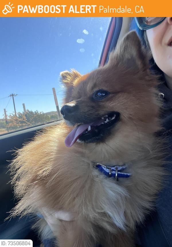 Found/Stray Unknown Dog last seen Barrel Springs, Palmdale, CA 93552