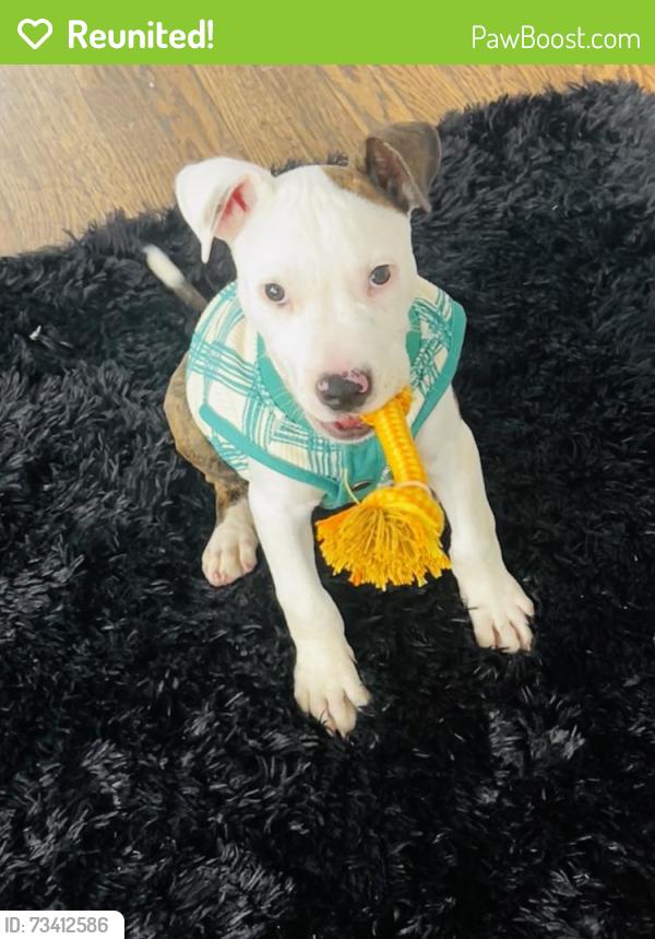 Reunited Male Dog last seen 39th street, Kansas City, MO 64109