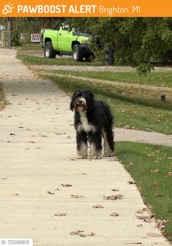 Found/Stray Unknown Dog last seen Wilson Marine, Brighton, MI 48114