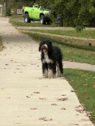 Found/Stray Unknown Dog last seen Wilson Marine, Brighton, MI 48114