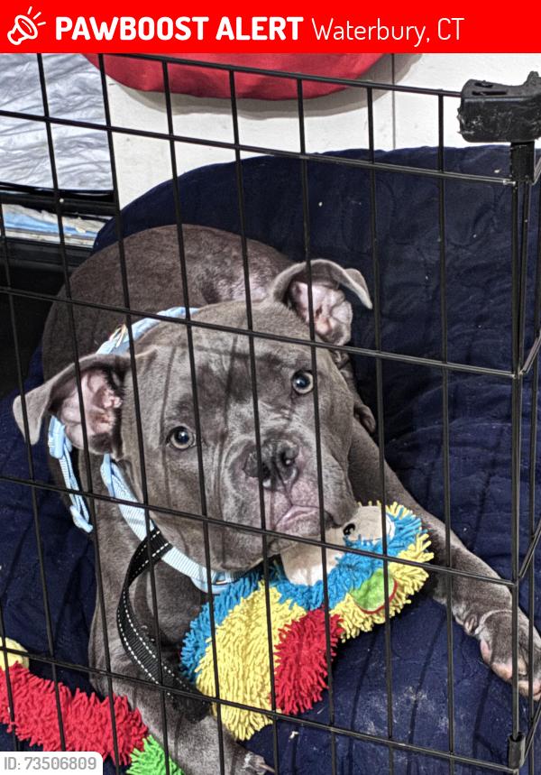 Lost Female Dog last seen Baldwin st, Waterbury, CT 06706