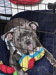 Lost Female Dog last seen Baldwin st, Waterbury, CT 06706