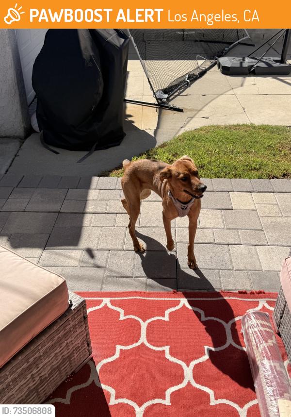 Found/Stray Female Dog last seen 77th and Harvard Blvd, Los Angeles, CA 90047