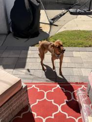 Found/Stray Female Dog last seen 77th and Harvard Blvd, Los Angeles, CA 90047