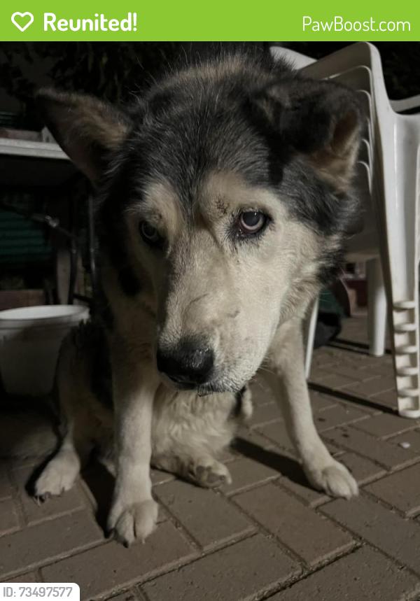 Reunited Female Dog last seen Lousie Ave San Jose, Los Angeles, CA 91344
