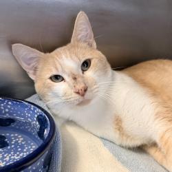 Shelter Stray Male Cat last seen , 4575 E Mesquite Ave, Palm Springs, CA 92264, USA
