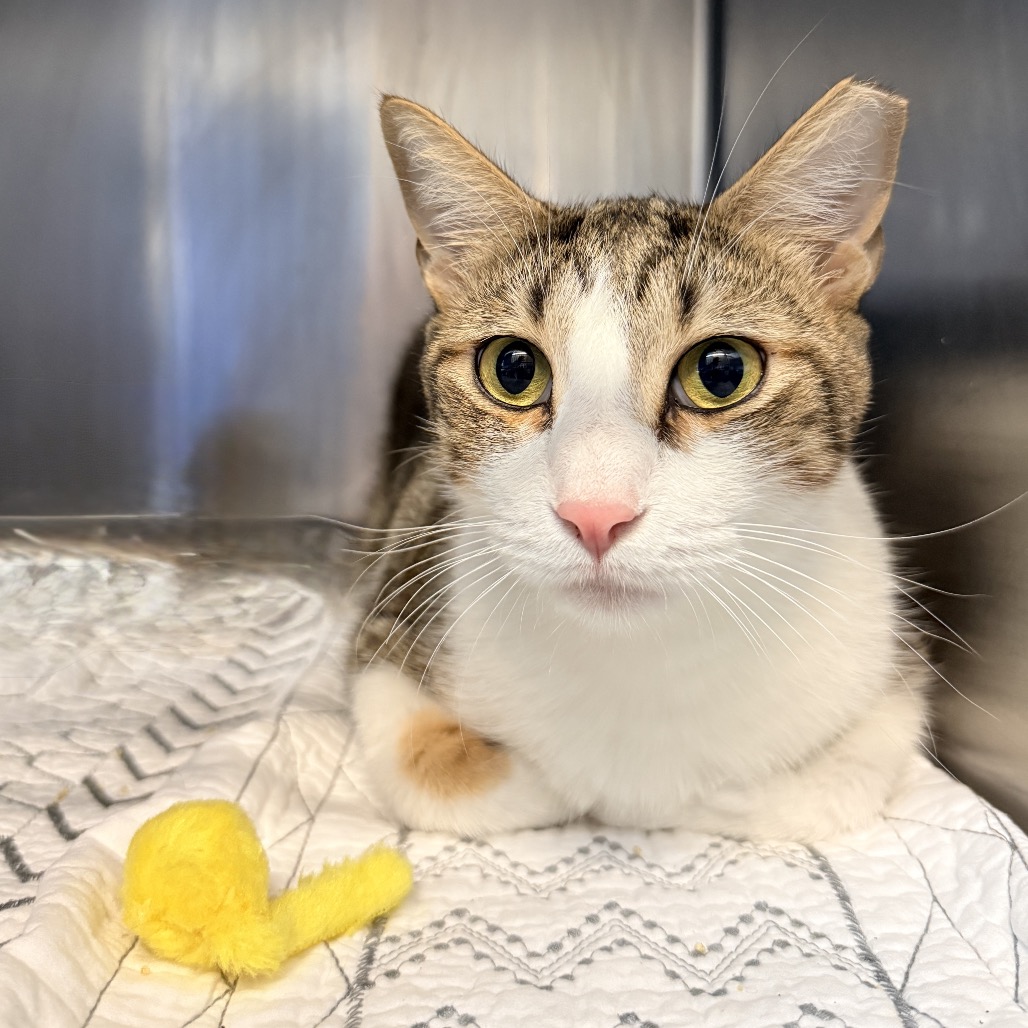 Shelter Stray Unknown Cat last seen , 4575 E Mesquite Ave, Palm Springs, CA 92264, USA