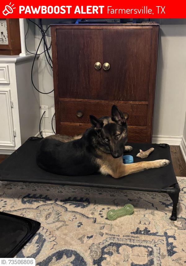 Lost Female Dog last seen Near, Farmersville, TX 75442