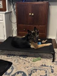 Lost Female Dog last seen Near, Farmersville, TX 75442