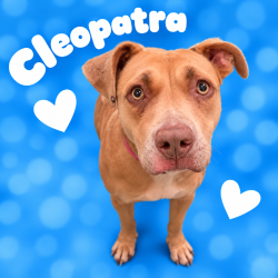 Shelter Stray Female Dog last seen , 2350 Appling City Cove, Memphis, TN 38133, USA