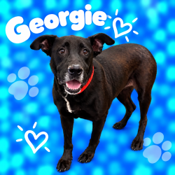 Shelter Stray Male Dog last seen , 2350 Appling City Cove, Memphis, TN 38133, USA