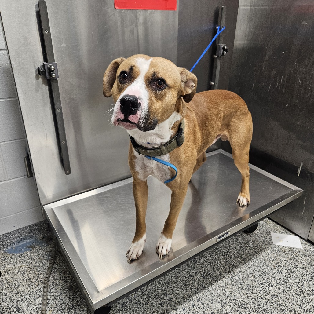 Shelter Stray Male Dog last seen , 244 Georgetown Rd, Jacksonville, NC 28540, USA