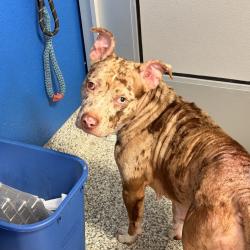 Shelter Stray Female Dog last seen , 244 Georgetown Rd, Jacksonville, NC 28540, USA