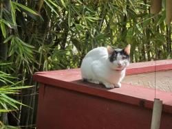 Reunited Unknown Cat last seen Dr. Bertha O. Pendleton Park, San Diego, CA 92115