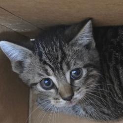 Shelter Stray Female Cat last seen , 124 Evergreen Ave, Newark, NJ 07114, USA