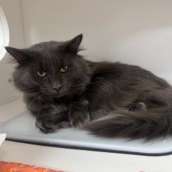 Shelter Stray Male Cat last seen , 3607 N Armenia Ave, Tampa, FL 33607, USA