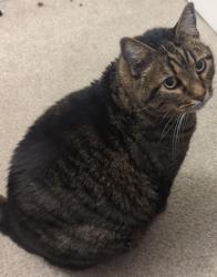 Reunited Male Cat last seen Hidden prairie pkwy, Fountain, CO 80817
