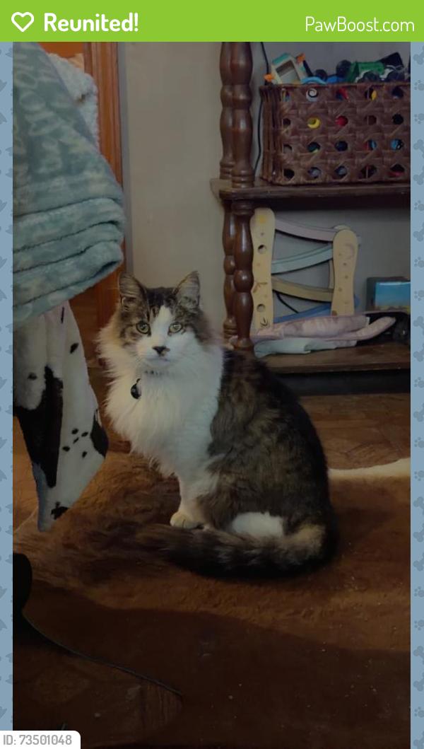 Reunited Male Cat last seen Jupiter rd, between new stock rd & eller ford rd, Weaverville, NC 28787