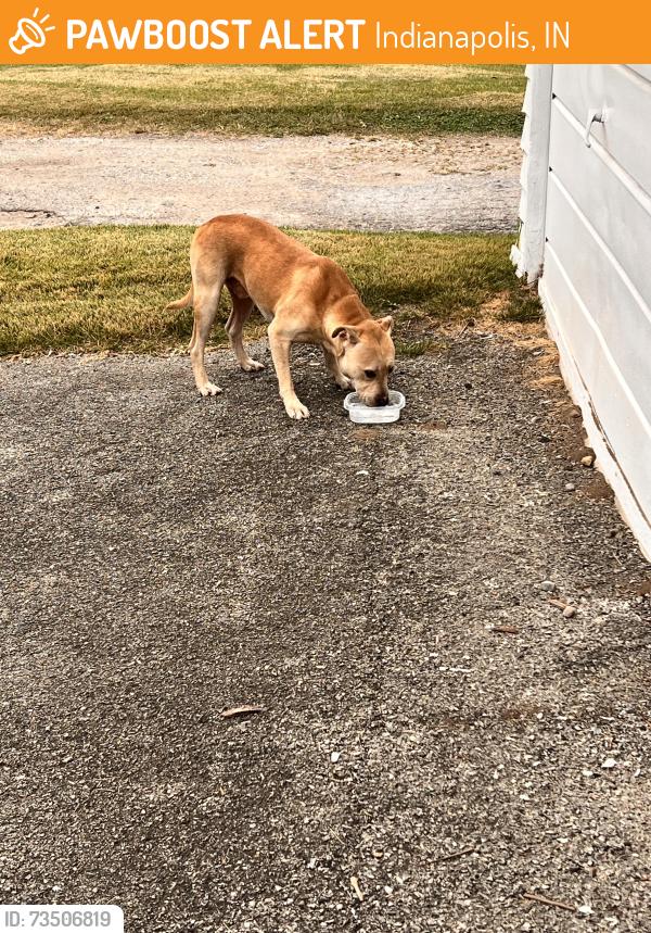 Found/Stray Male Dog last seen Blaine and Wilkins, Indianapolis, IN 46221