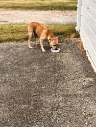 Found/Stray Male Dog last seen Blaine and Wilkins, Indianapolis, IN 46221