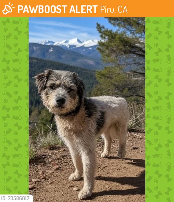 Found/Stray Male Dog last seen E Telegraph Rd & Main St, Piru, CA 93015