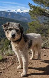 Found/Stray Male Dog last seen E Telegraph Rd & Main St, Piru, CA 93015
